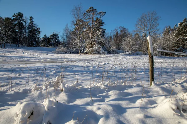 Zasněžené Pole Okraj Lesa Pod Modrou Oblohou Mrazivého Zimního Rána — Stock fotografie