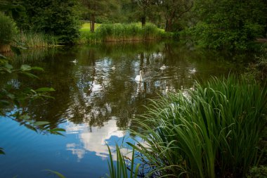 Şehir parkındaki gölde beyaz kuğular