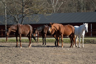 Bir bahar sabahı açık bir otlakta atlar