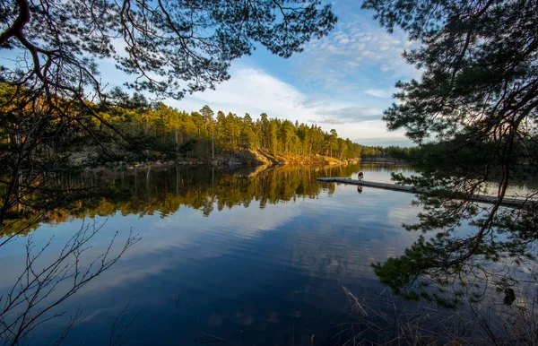 Utsikt Över Kvällssjön Genom Lövverk Träd — Stockfoto