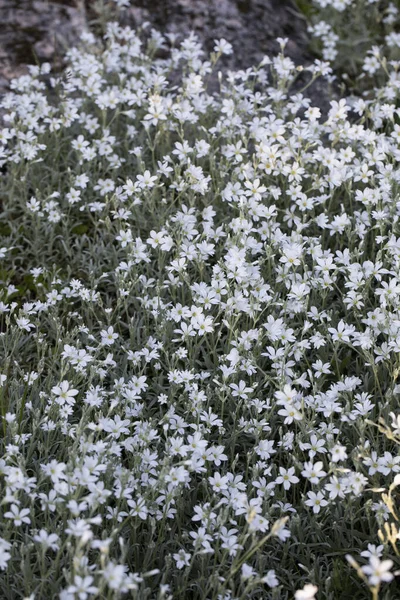 Fondo Floración Cerastium Tomentosum —  Fotos de Stock