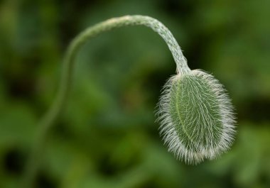 Bulanık arkaplanda Papaver oryantasının bilinmeyen tomurcuğu