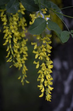 Bulanık arkaplanda çiçek açan Laburnum anagyroidleri