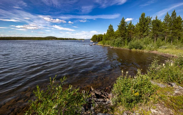 Zarośnięte Jezioro Brzeg Pod Błękitnym Letnim Niebem — Zdjęcie stockowe