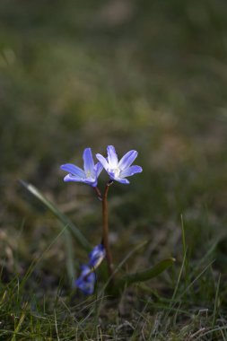 Bulanık arkaplanda scilla luciliae