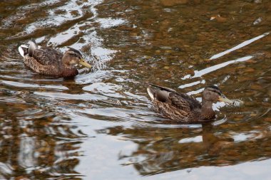 İki gri ördek birbiri ardına yüzüyor.