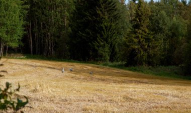 Bir sonbahar günü, ormanın kıyısında budanmış bir çayır.