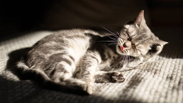 Tabby Graue Katze Liegt Auf Dem Bett Der Sonne Und Stockbild
