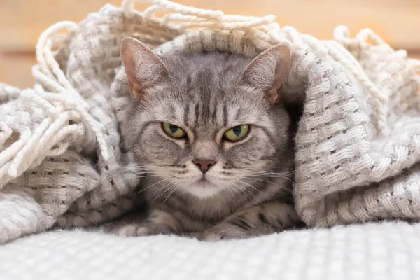 Eine gestreifte britische Katze liegt unter einer Decke auf dem Bett. Bei kaltem Winterwetter wärmt sich das Tier unter der Decke auf. Haustiere freundlich und Pflegekonzept. Quarantäne. Zu Hause bleiben. Stockbild