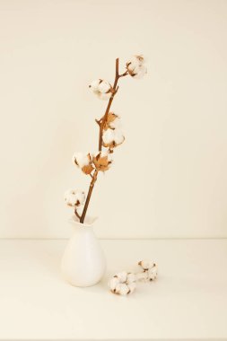 Beyaz vazo ve pamuk dallı yüksek anahtar kompozisyon. Minimalizm kavramı. İç tasarım, İskandinav tarzı.
