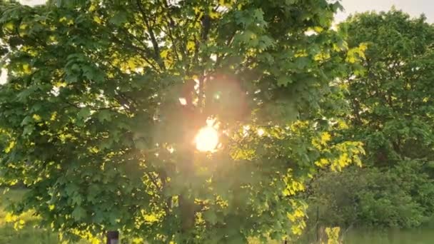 Der Blick geht hinauf zur Sonne, die durch leuchtend grüne Baumblätter scheint. Natur im Hintergrund. Sonneneruption. Sonnenlicht. Lichtstrahlen. Hintergrund Umwelt. — Stockvideo