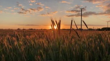 Gün batımında rüzgarda hareket eden çavdar kulakları.