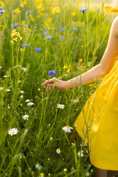 Girl Touching Cornflower Close Concept Summer Happiness Rest Vacation — Stock Photo, Image