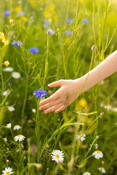 Avuç içindeki papatya çiçeğini tutan kız. Yaz konsepti, mutluluk, dinlenme, tatil.