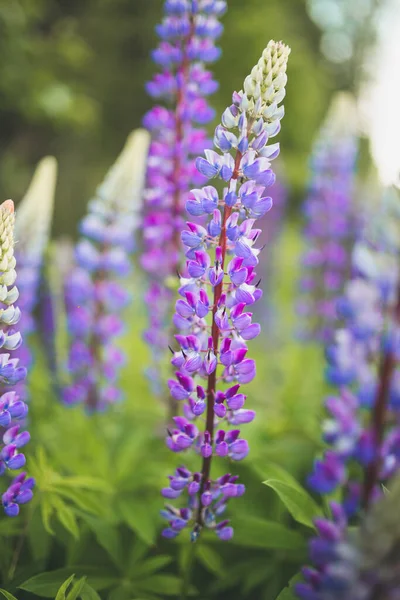 Mooie Kleurrijke Bloeiende Lupine Bloem Groene Achtergrond Bloemenveld Zomer — Stockfoto