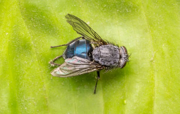 Makro yeşil bir yaprağın üzerinde sinekleri yakalıyor.