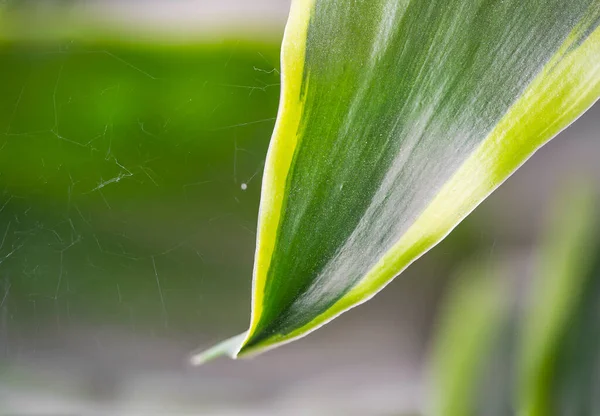 Makro aspidistra yakın plan bulanık arka planda çiçek açar