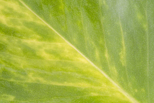 Makro Nahaufnahme Auf Einem Kriechenden Blatt Einer Zierpflanze — Stockfoto