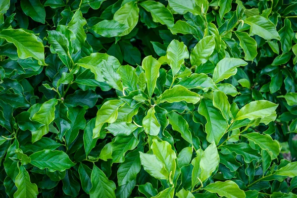 Close up of leafy magnolias with healthy leaves and a few drops of rain