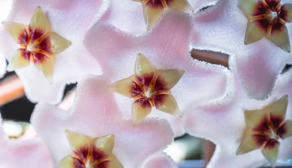 Macro, ağlayan ya da ağlayan ev çiçeğini kapat Latin Hoya carnosa