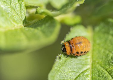 Leptinotarsa decemlineata Colorado Böceği patates yaprağıyla besleniyor