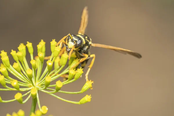 Eşek arısı yosun çiçeğiyle beslenir.