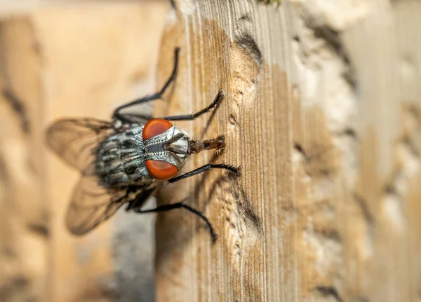 Binanın duvarında bir sinek duruyor.