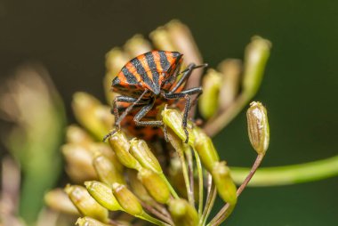 Graphosoma italicum böceği.