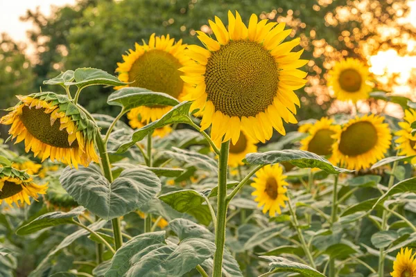Ormanın yakınındaki bir tarlada gün batımında ayçiçeği