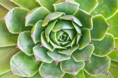Sempervivum tectorum, aynı cinsten uzun ömürlü bir bitkidir.