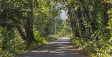 Yolun kenarındaki ormanın manzarası.