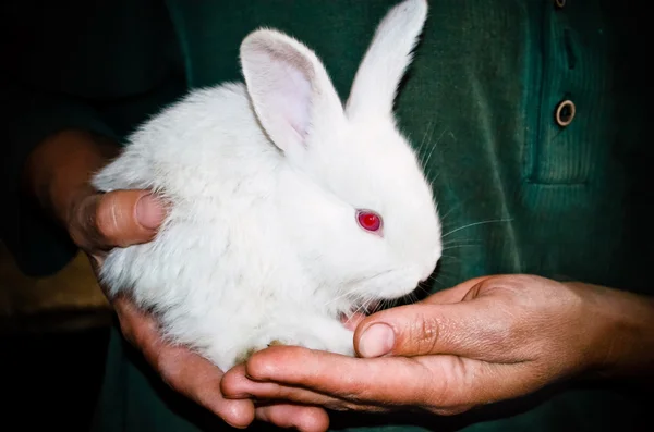 手の中に小さい白いウサギ — ストック写真