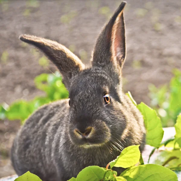 庭で若いウサギ — ストック写真