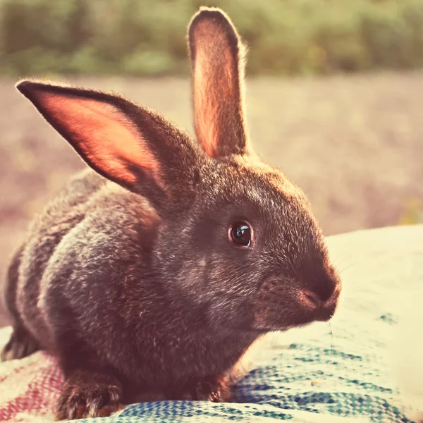 Mladý králík v zahradě — Stock fotografie