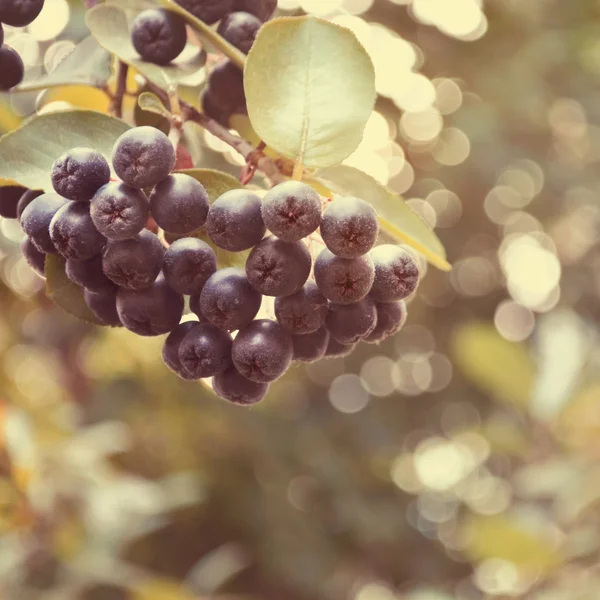 Zwarte Chokeberry aronia — Stockfoto