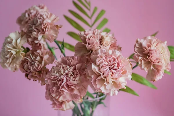 Pink carnation flowers on pink background Royalty Free Stock Images