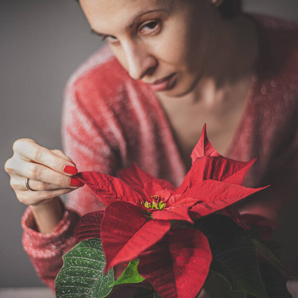 Woman take care for christmas rose Poinsettia flower — Stock Photo, Image