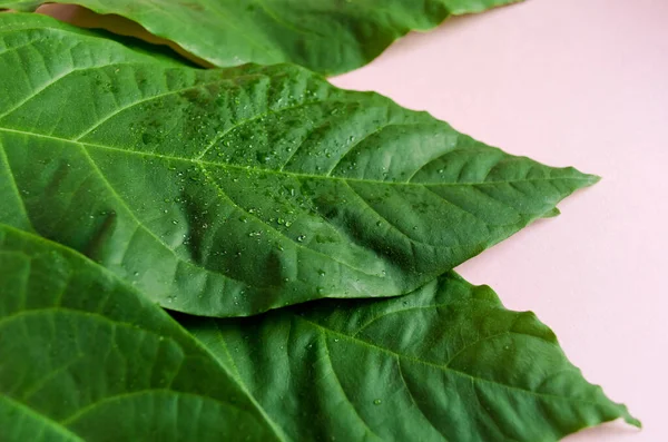 Green Avocado leaves on a pink background — Stock Photo, Image