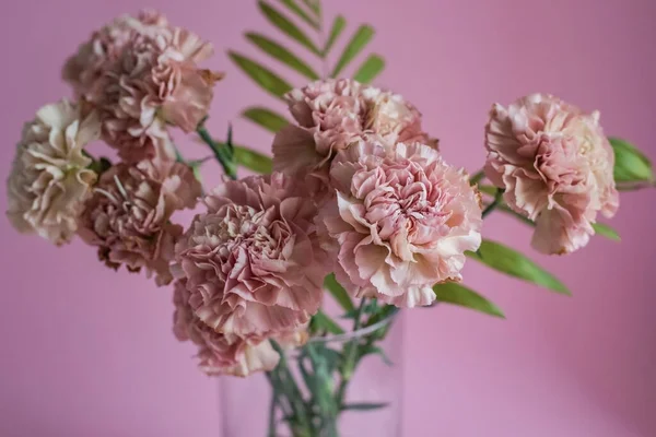 Bunga anyelir merah muda dengan latar belakang merah muda Stok Gambar