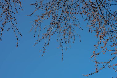 Küçük pembe tomurcukları olan bahar ağacı mavi gökyüzünün arka planında çiçek açıyor.