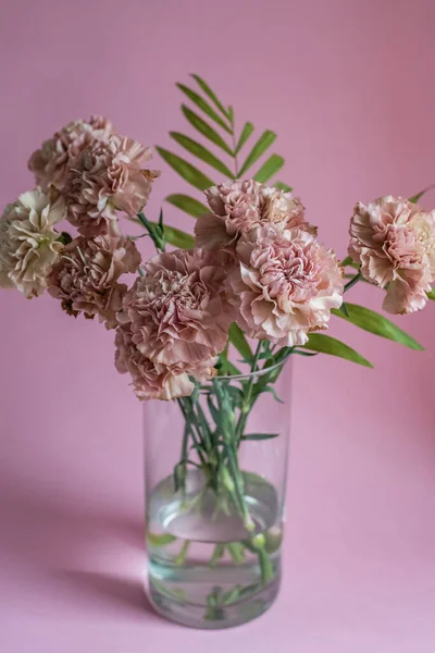 Bunga anyelir merah muda dengan latar belakang merah muda Stok Gambar Bebas Royalti