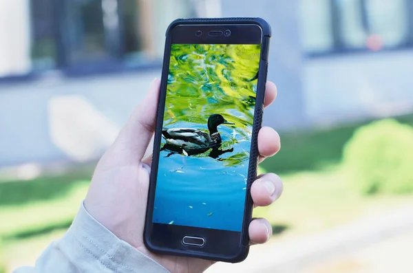 L'homme prend des photos d'un canard sauvage — Photo