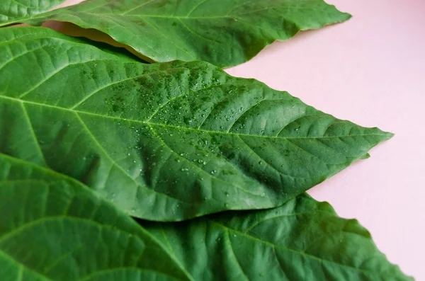 Green Avocado leaves on a pink background — Stock Photo, Image