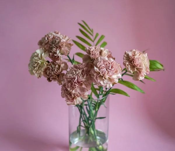 Pink carnation flowers on pink background Stock Photo