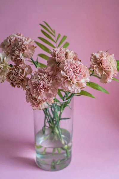 Bunga anyelir merah muda dengan latar belakang merah muda Stok Gambar