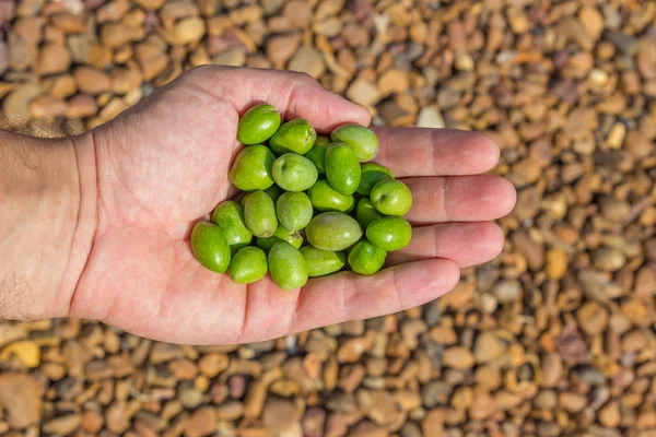 Manciata di olive verdi isolate — Foto Stock
