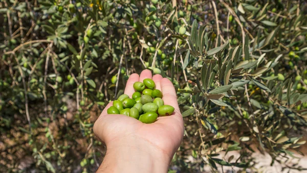 Handfull gröna oliver isolerade Stockfoto