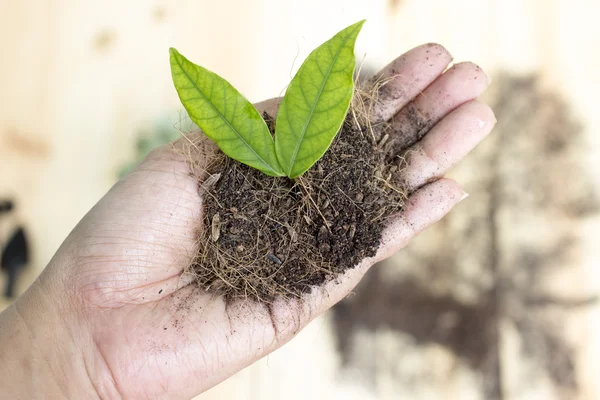 Kadın el ağaçlar dikim