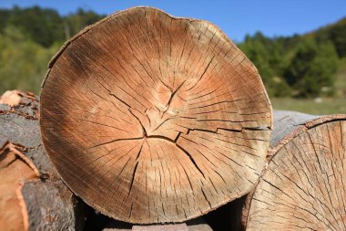 Ağaç gövdesinin kesit renk arkaplanı