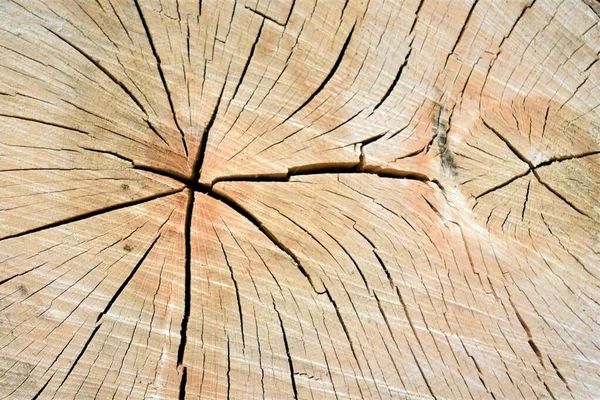 Fundo Cor Seção Transversal Tronco Árvore — Fotografia de Stock